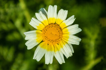 Wall Mural - yellow white Flowers Mallorca