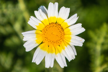 Sticker - yellow white Flowers Mallorca