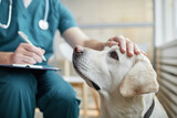 Fototapeta  - Close up of white Labrador dog at vet clinic with male veterinarian stroking his head, copy space