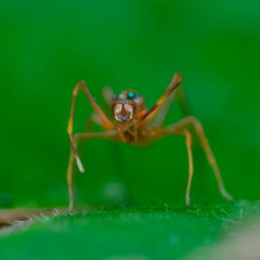 ant on a leaf