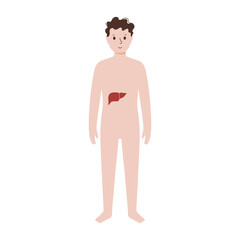 Poster - Internal organs in male body