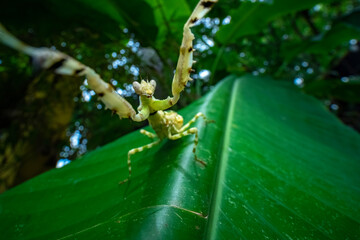 spider on a tree