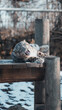 pantera śnieżna ziewa leży w klatce w zoo