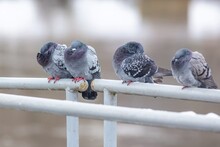 Four Domestic Pigeons Sitting And Sleeping On The White Railing. A Cold Winter Day In The City.
