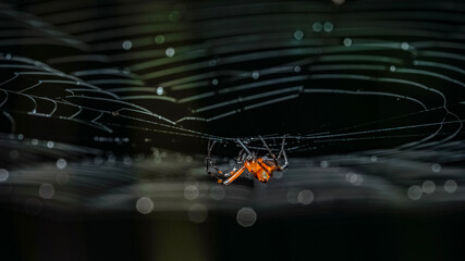 spider on web