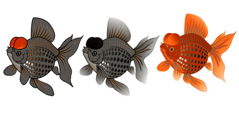 A set of 3 goldfish, black, orange and black gold color, vector isolate image.