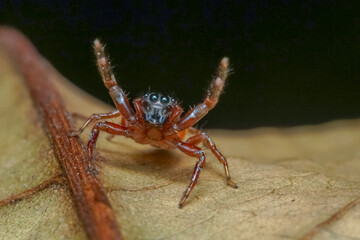 Wall Mural - spider on the wall