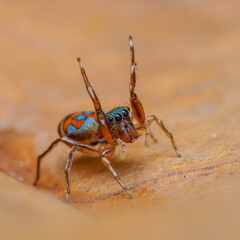 macro of a spider