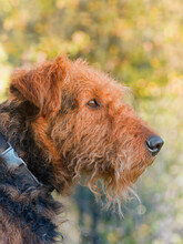 Hunting Airedale - Profile Portrait In Fall