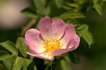 Beauty Plant,herb Blooming Pink Flakes Wild Roses