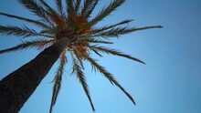 Video Of Palm Tree Against Blue Sunny Sky