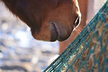 Close Up The Mouth Of A Brown Horse Near Hay Under A Green Hay Net
