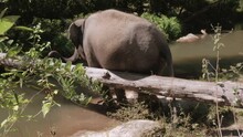 Elephant Scratching By A Log To Soothe His Skin From Itches.