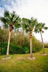 Poster - Beautiful palm trees and cloud in the winter of Florida	