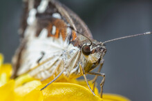 Grey And White Delaware Skipper Resting On The Zinnia Plant
