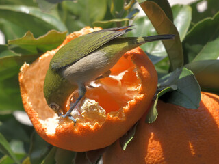 Tangerine tree and its fruit and green bird 