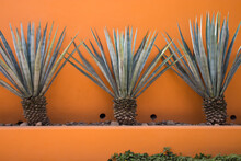 Three Agave Plants Against An Orange Wall In Mexico