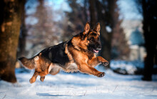 Dog German Shepherd Running In Winter