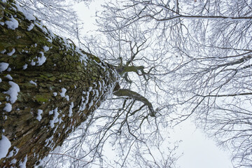 snowy winter trees