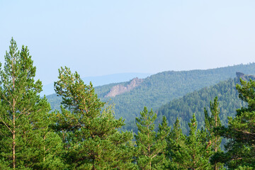 Mountain landscape in summer. Pine forest with green needles. Mountain slope with a rock. The sky is hazy. Summer tourism concept.