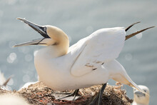 A Gannet Stands With Spread Wings On A Rock After Landing. Sea In The Background. Heligoland
