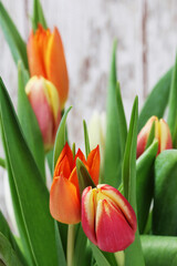 Canvas Print - Bouquet of beautiful, colorful tulips.