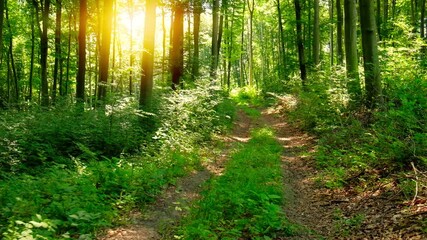 Canvas Print - Sunny green forest walking , tracking shot with glidecam