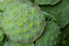 A Group Of Green Fresh Lotus Seed For Sale In Market.