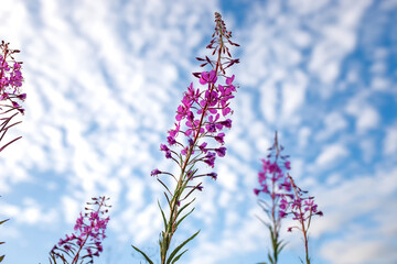 Ivan tea or ivan chaj blossoms against the blue sky. The medicinal plant willow-herb grows in the meadow. Blooming Sally on a background of blue sky