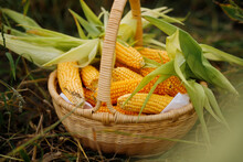 Corn Placed In A Basket / Farmer Harvest Concept Of Corn Planting