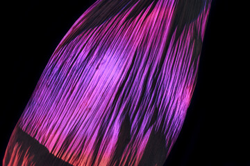 Poster - Close up Beautiful  leaf in multicoloured  purples  light on a black. Minimalism retro style concept. Background pattern for design. Macro photography view.