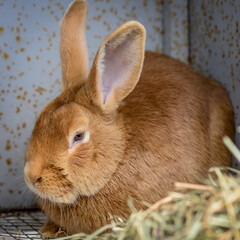 Wall Mural - easter bunny with easter eggs