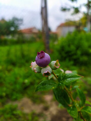 Close-up of a blueberry plant growing and ripening in the g