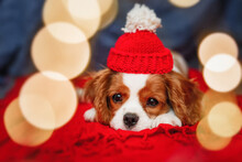 Sad Puppy Of Beautiful Brown White Cavalier King Charles Spaniel In A Red Santa Hat On Red Background And Spaniel Is Framed By Beautiful Bokeh Lights. Christmas Is A Sad Holiday