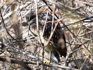 Poster - Juvenile black crowned night heron in brush 6