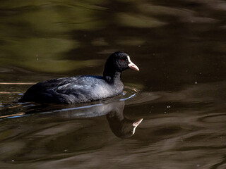 Poster - Eurasian coot swims in Izumi forest pond 17