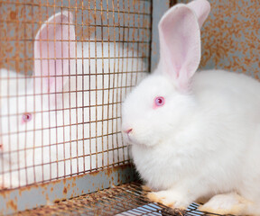 Poster - Cute white fluffy Bunny on background