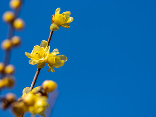 Wall Mural - Yellow wintersweet blossoms in Japanese park 3