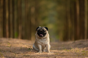 Wall Mural - Happy dog pug breed sitting and smile in Pine forest