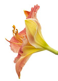 Fototapeta Londyn - Yellow-burgundy flower of daylily, lat.Hemerocallis, isolated on white background