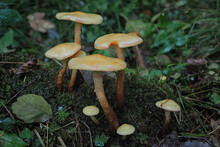 The Alder Scalycap (Flammula Alnicola) Is An Inedible Mushroom