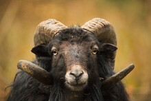 Portrait Of A Big Horn Sheep 