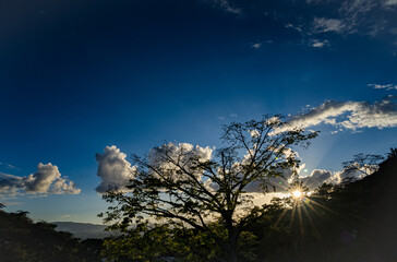 Lush tree against sunlight during colorful sunset. Background