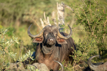 Wall Mural - Cape buffalo with the beautiful african sun in its eyes