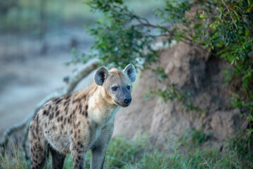 Wall Mural - Spotted hyaena in the early morning winter light. 