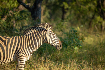 Wall Mural - Zebra in the later morning winter glow.