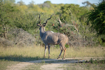 Wall Mural - Large Kudu bull crossing the road with large spiral horns