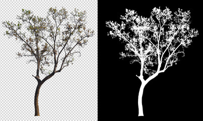 Wall Mural - tree on transparent background picture with clipping path