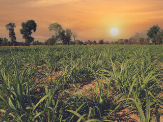 Poster - green sugar cane at sunset