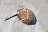 Fototapeta Sypialnia - horseshoe crab in a shallow water of Atlantic ocean